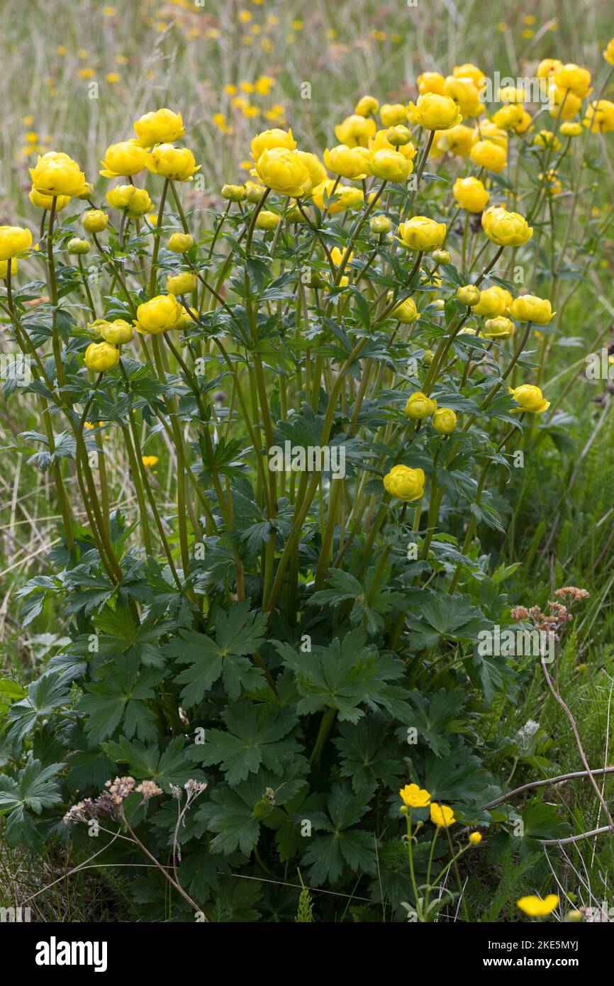 Europäische Trollblume, Troll-Blume, Trollius europaeus, Globeflower europeo, Globeflower, Globe Flower, Trolle d´Europe Foto Stock