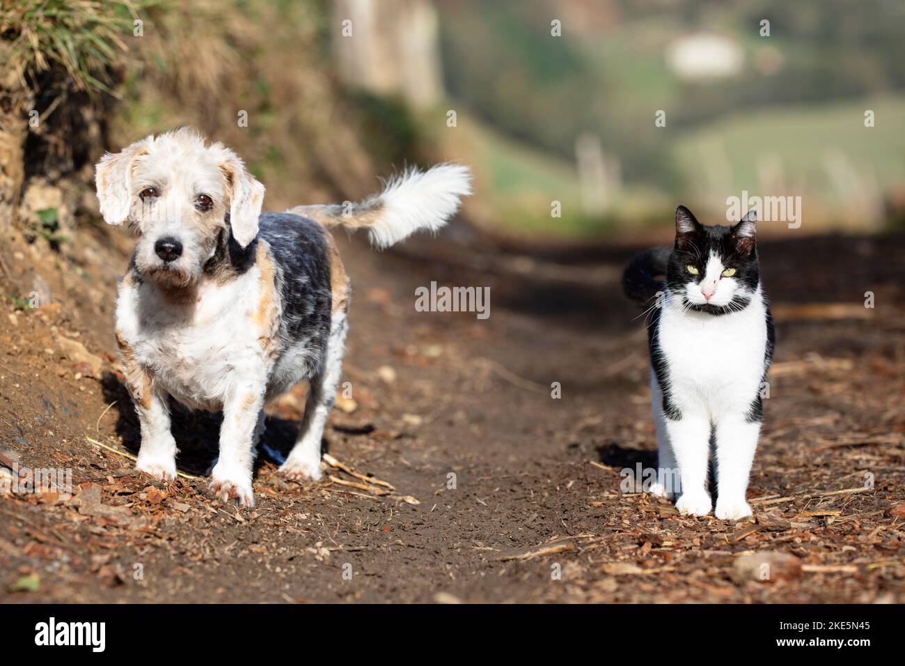 beagle mista e vecchio cane buzzard con il suo giovane amico gatto bianco e nero su un sentiero cespuglio che fissava la telecamera. Temi animali. Foto Stock