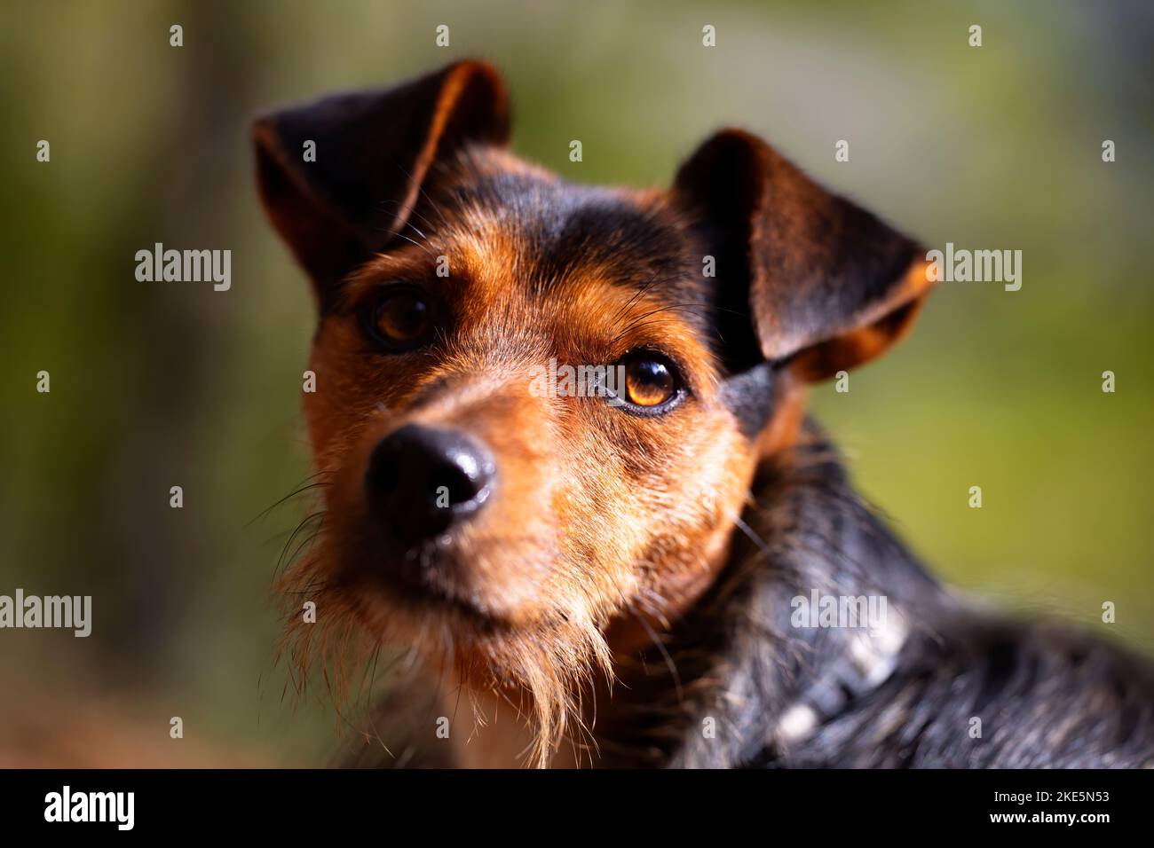 Giovane enologo in giardino al sole con uno sguardo curioso. Solo ritratto del volto. Obbedienza. Cane nero e marrone. Spazio di copia. Foto Stock