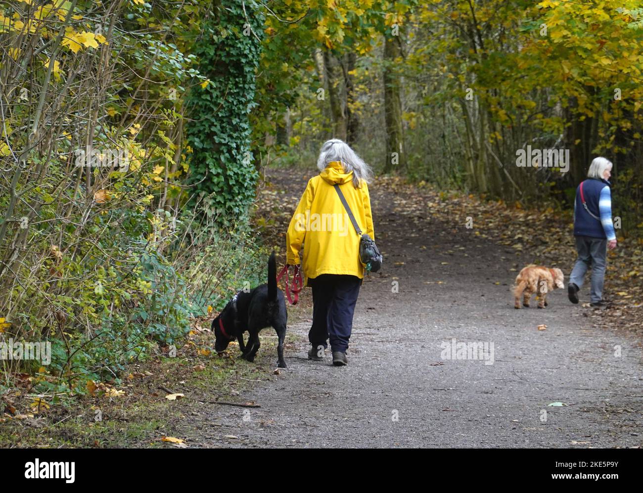 Due donne che camminano con i loro cani sul Setter Valley Trail, Birch vale, Derbyshire Foto Stock