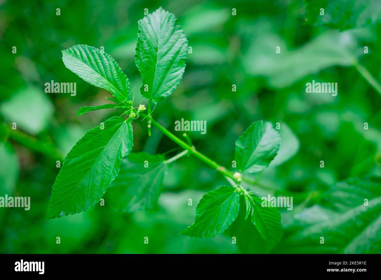Mallow biologico di iuta AKA Saluyot, mallow di ebreo o pianta di iuta di Nalta - fonte primaria di fibra di iuta e superfood di AKA con benefici sanitari e medici Foto Stock
