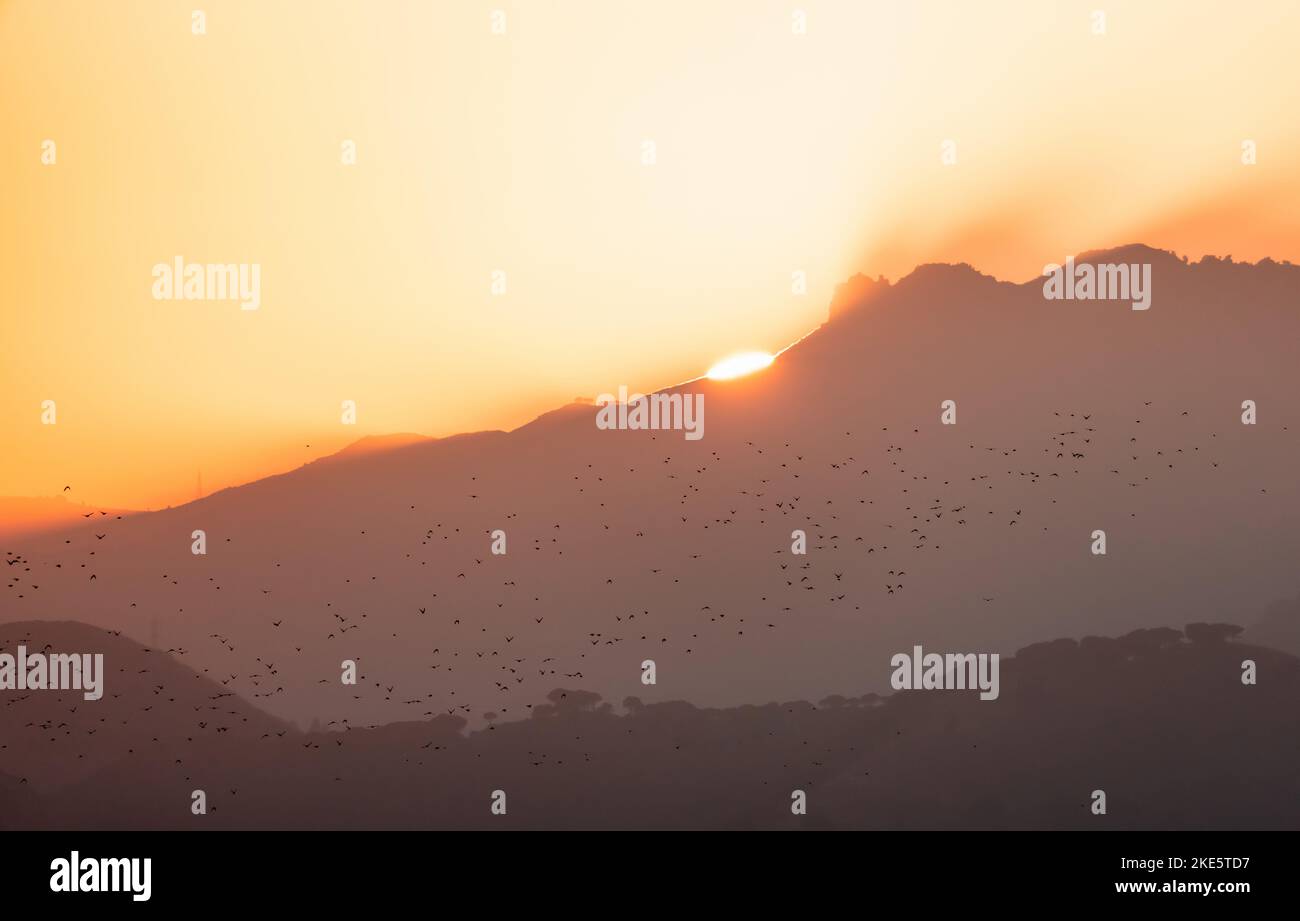 Flock of Birds che vola nel cielo con Tramonto sul paesaggio di montagna. Palermo, Sicilia, Italia Foto Stock