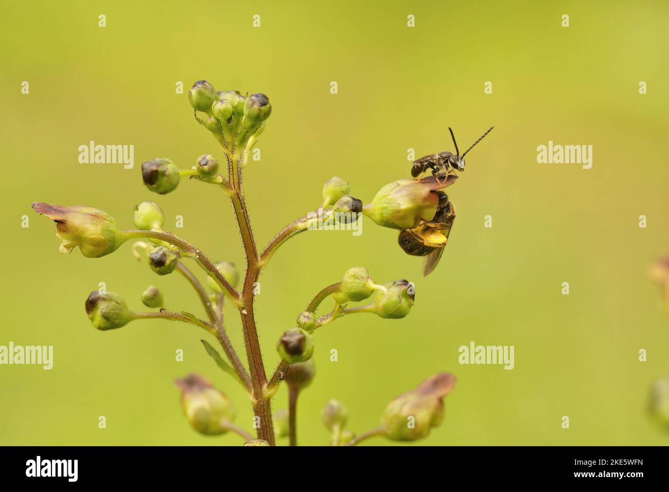 Un primo piano di due piccole api da solco su una pianta selvatica Foto Stock