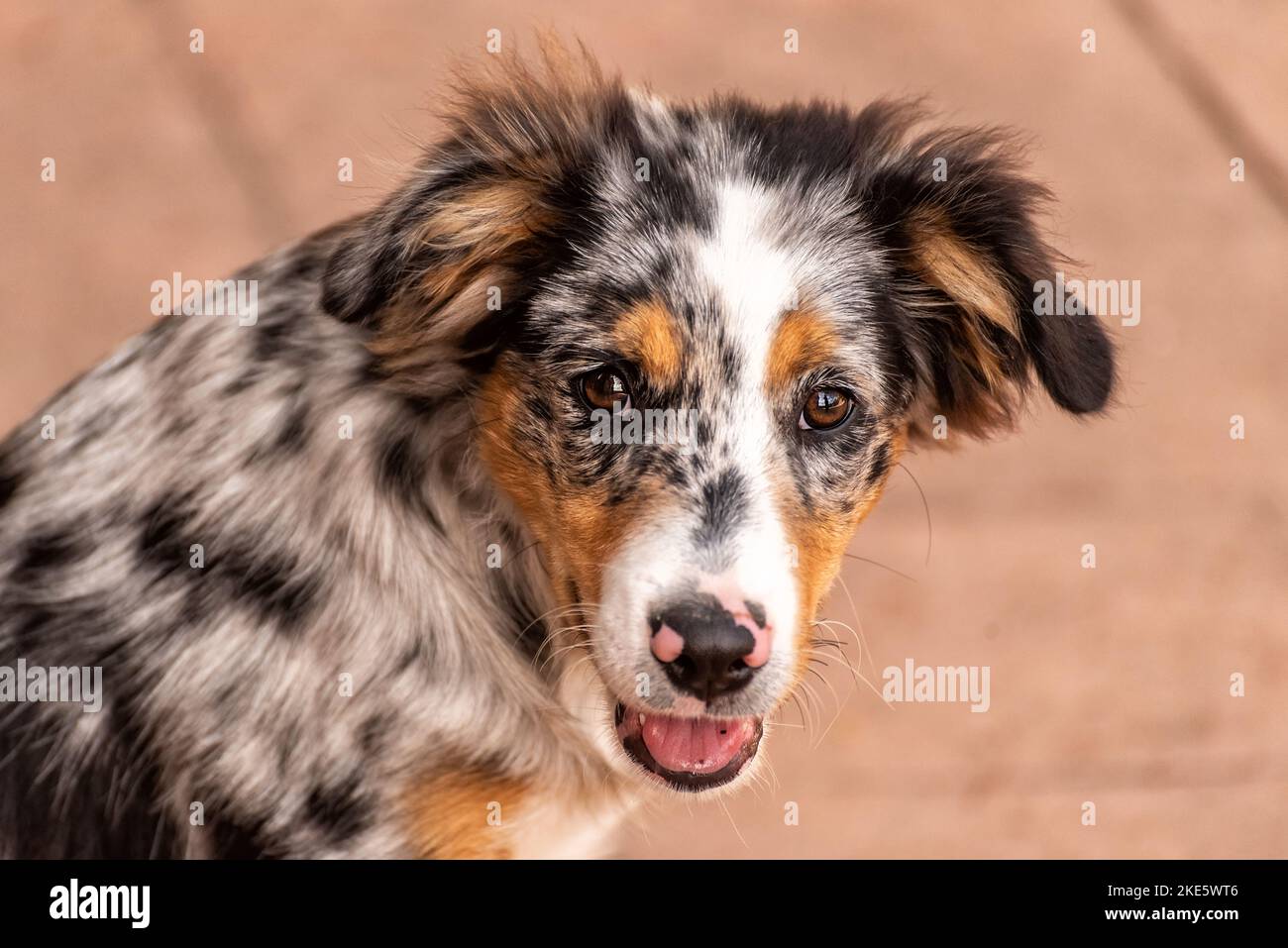 Titolo: Ritratto di un simpatico cucciolo di pastore australiano che guarda la macchina fotografica Foto Stock