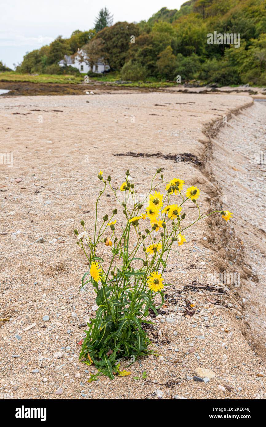 Un Sowthistle giallo che cresce su una spiaggia sabbiosa di ghiaia a Saddell Bay sulla penisola di Kintyre, Argyll & Bute, Scozia UK Foto Stock