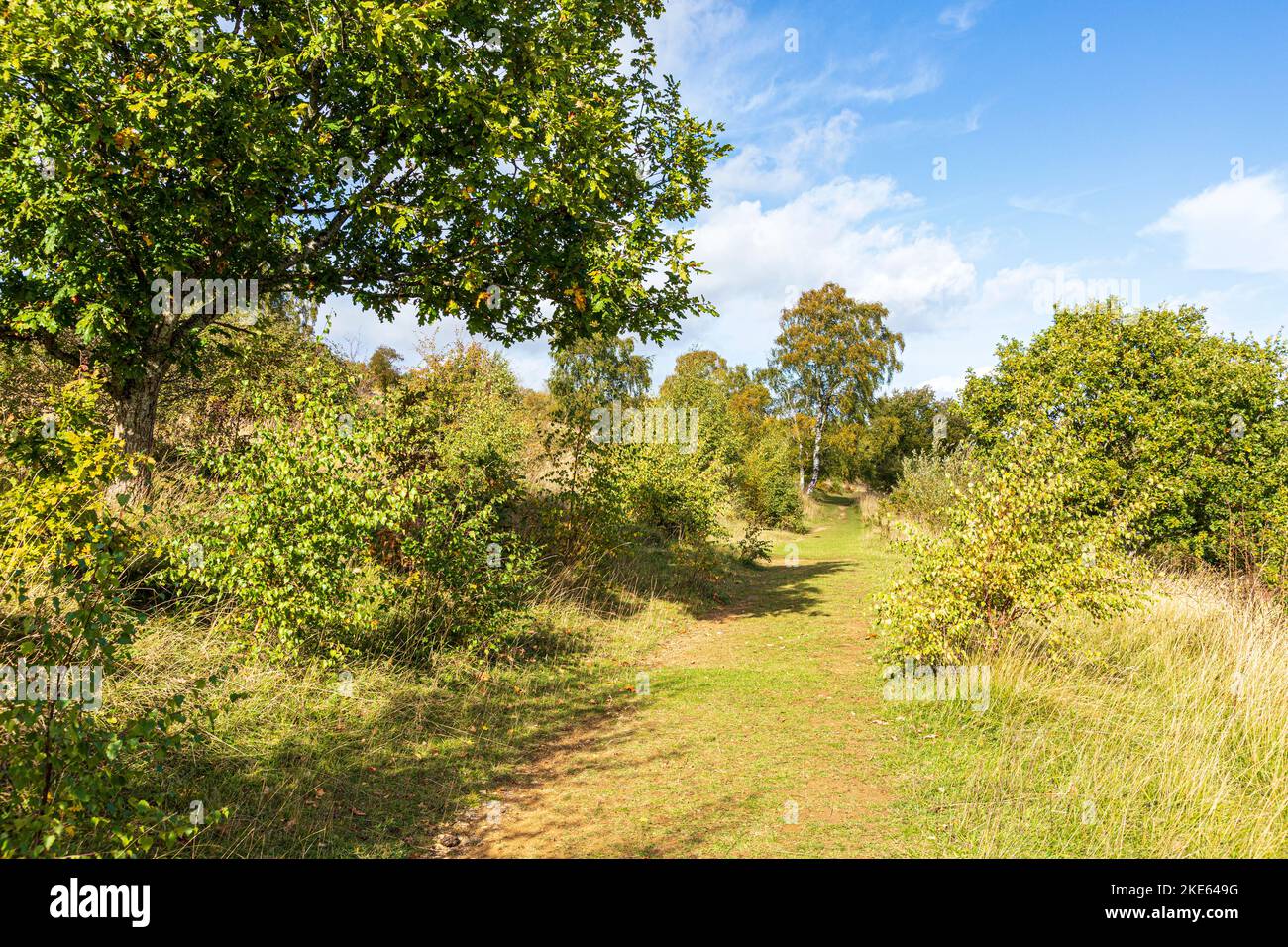 Il sentiero a lunga distanza del Cotswold Way National Trail in autunno attraversando Rudge Hill, Edge Common, Gloucestershire UK Foto Stock
