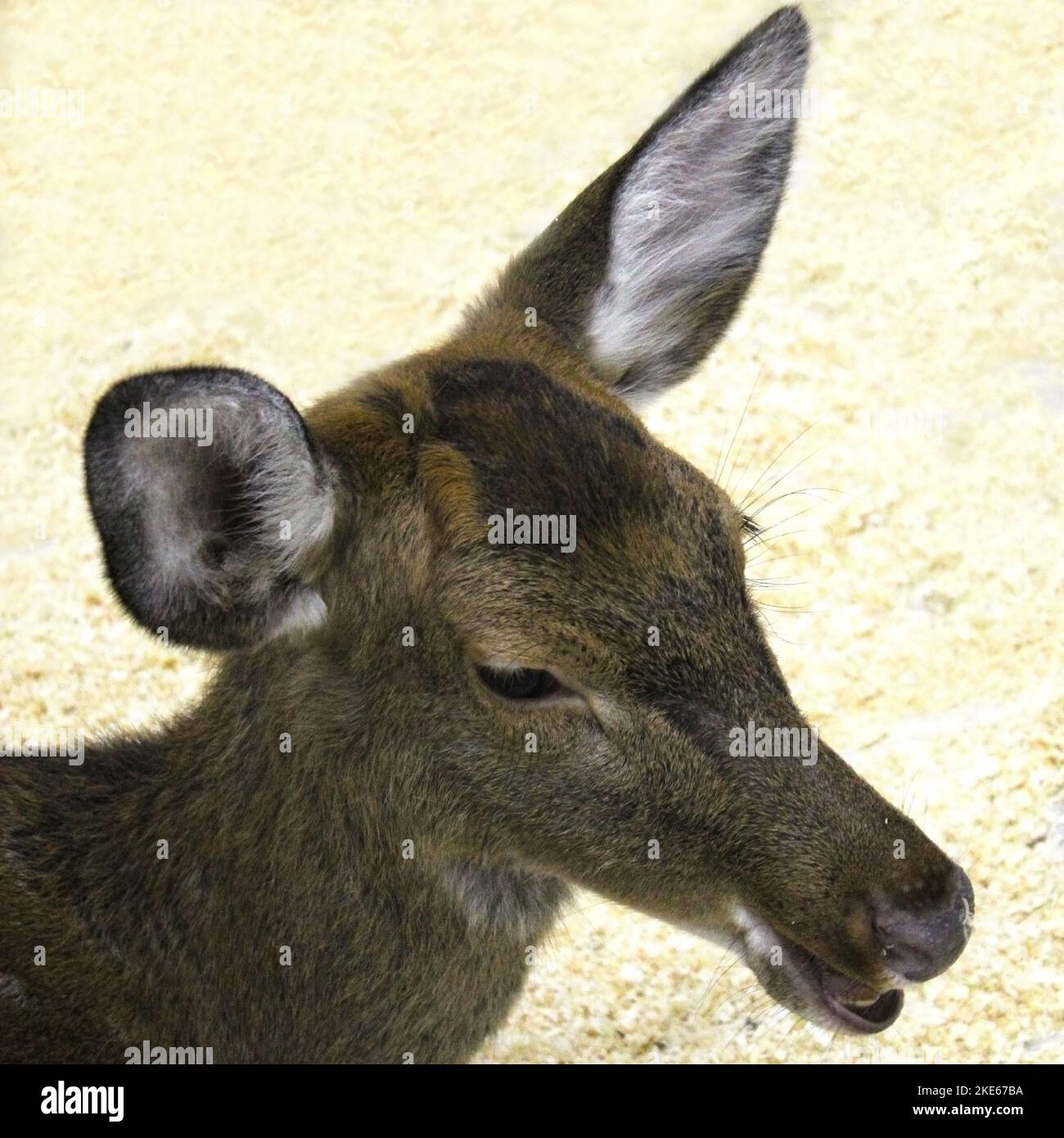 La testa di una giovane capriolo sika si avvicina su uno sfondo chiaro e sfocato. Foto Stock
