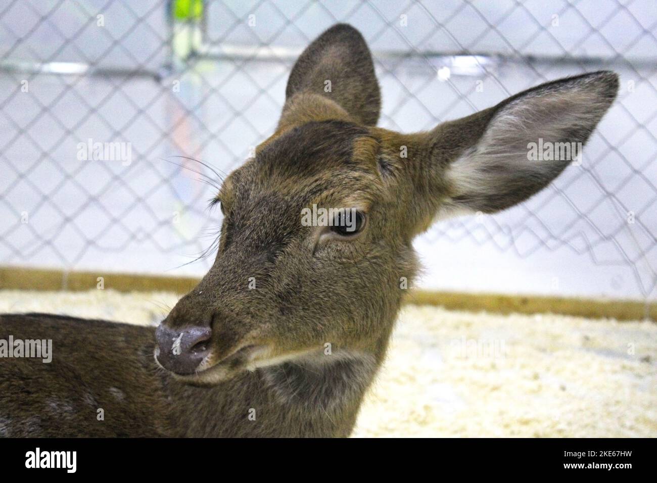 Primo piano di una giovane capriola sika in un recinto dello zoo. Sfocatura. Foto Stock