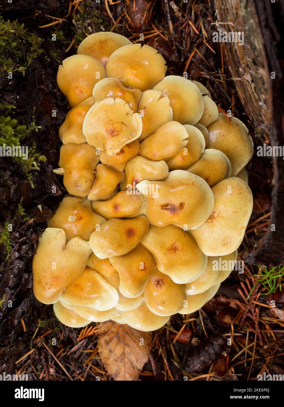 Funghi di ciuffo di zolfo, Hypholoma fasciculare, che crescono su moncone di betulla rosso marcio, sopra Callahan Creek, ad ovest di Troy, Montana Foto Stock
