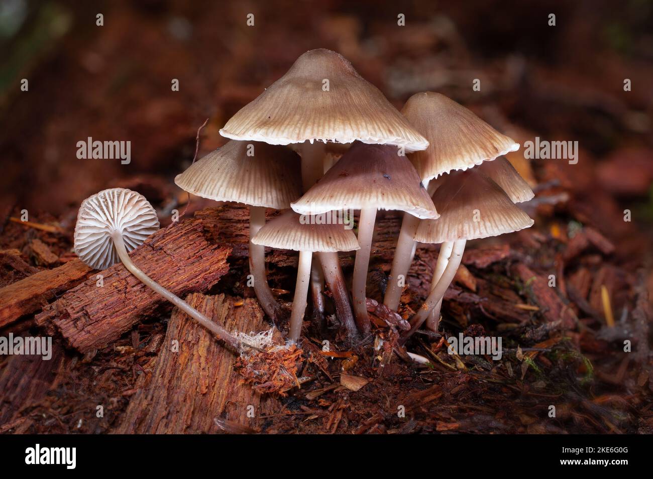 Funghi comuni del Bonnet, Micena galericulata, che crescono su un ceppo marcio sotto conifere miste, lungo Brush Creek, a nord-ovest di Troy, Montana nomi comuni Foto Stock