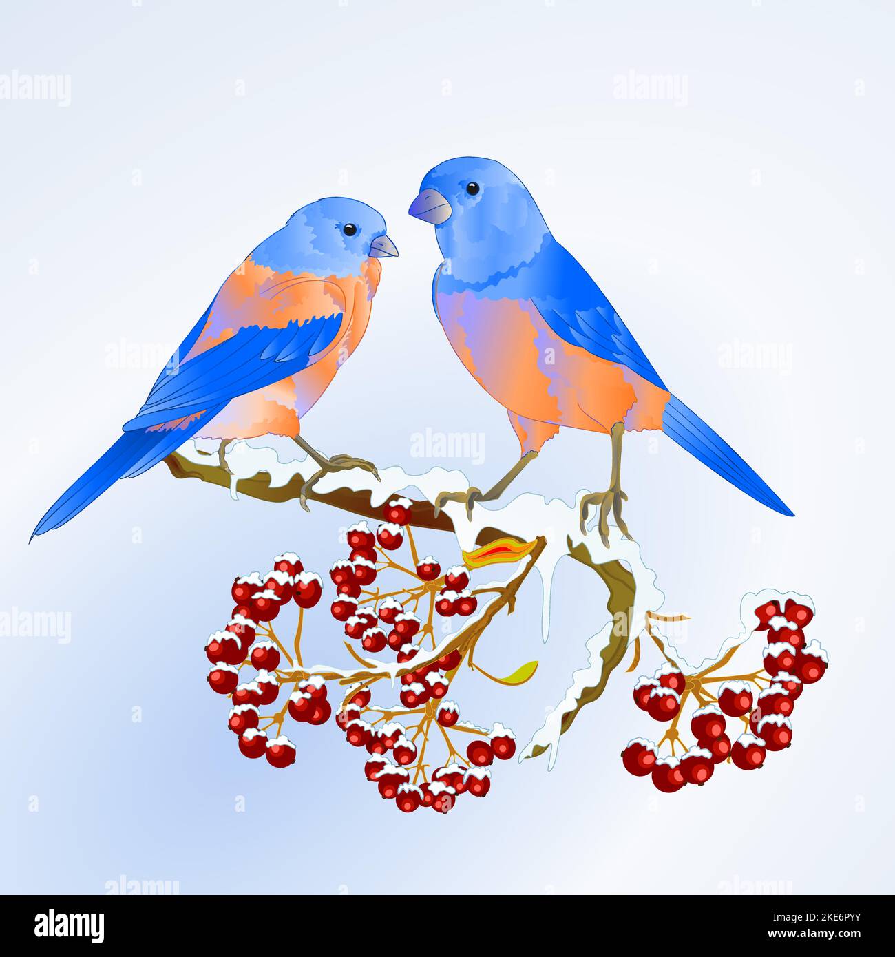 Uccelli Bluebirds thrush piccolo songbirdon su albero nevoso e bacche inverno sfondo vintage vettore illustrazione modificabile disegno a mano Illustrazione Vettoriale