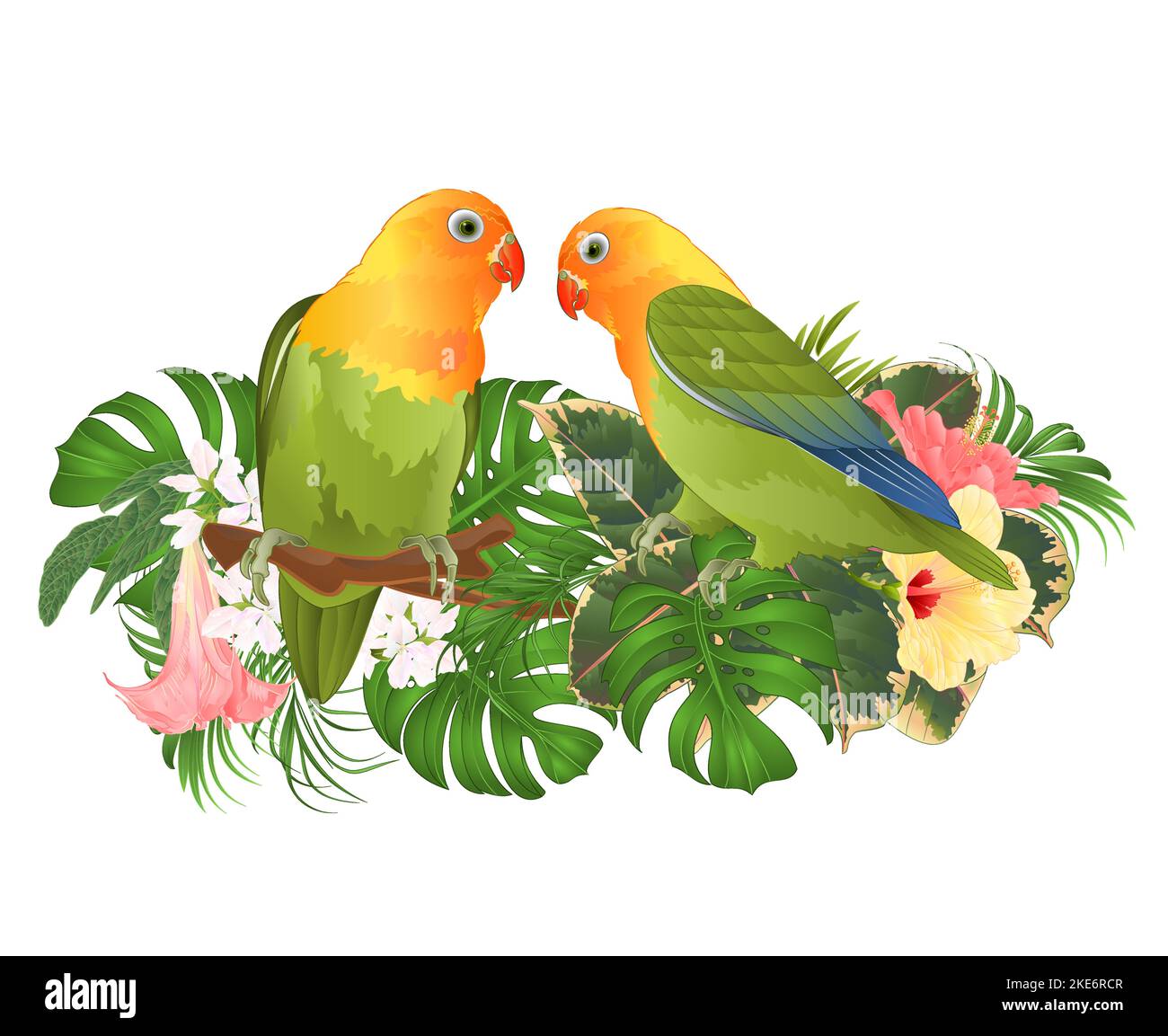 Pappagalli Agapornis lovebird uccelli tropicali in piedi su un ramo e Brugmansia con hibiscus rosa e giallo su uno sfondo bianco vettore indicratio Illustrazione Vettoriale