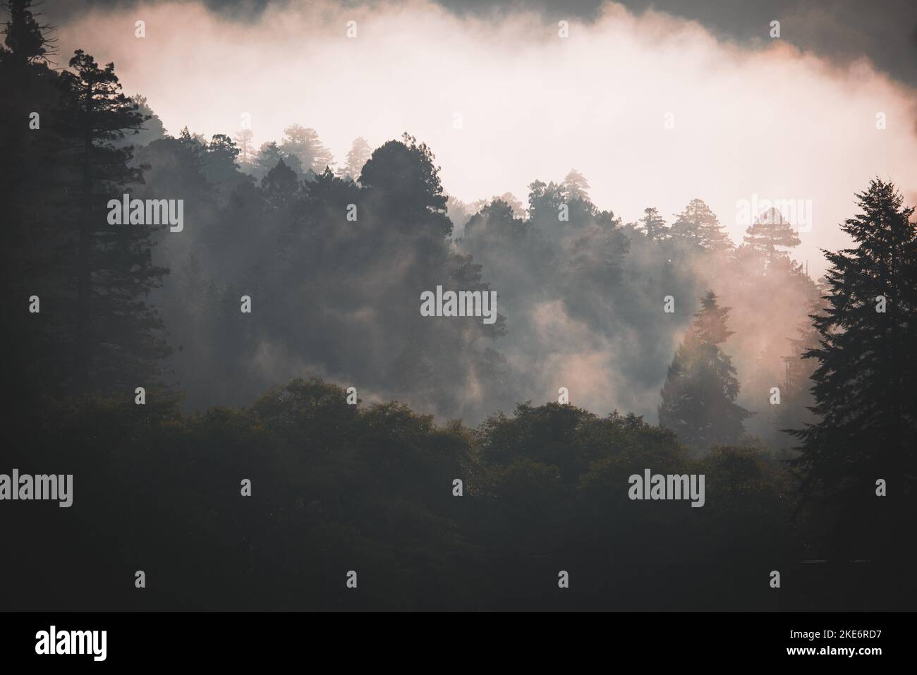 Coastal Fog inviluppa una foresta pluviale di Temperate nella prima mattina nell'Oregon meridionale Foto Stock