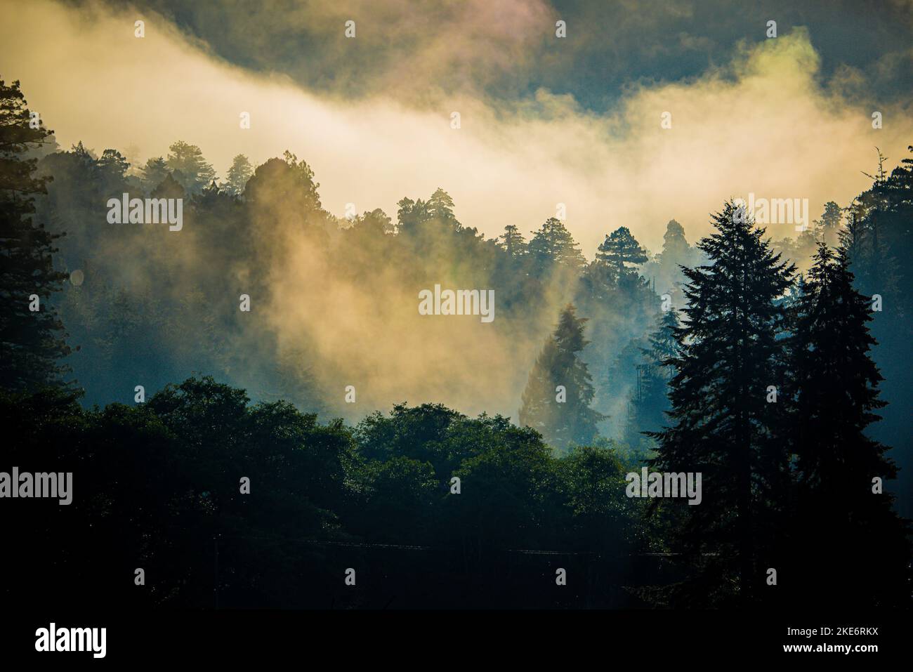 Coastal Fog inviluppa una foresta pluviale di Temperate nella prima mattina nell'Oregon meridionale Foto Stock