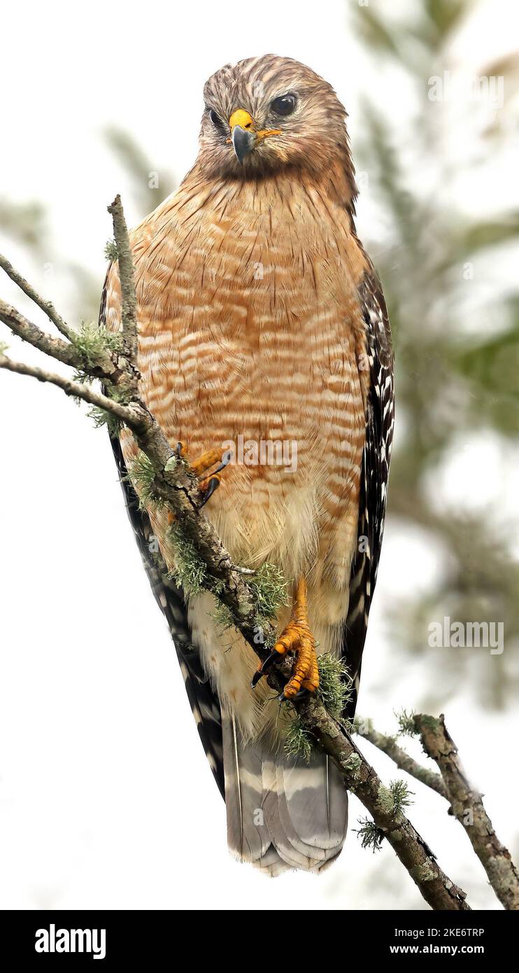Falco rosso spalla Foto Stock