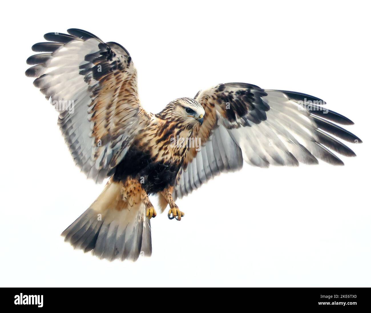 Falco ruvido zampe sull'ala Foto Stock