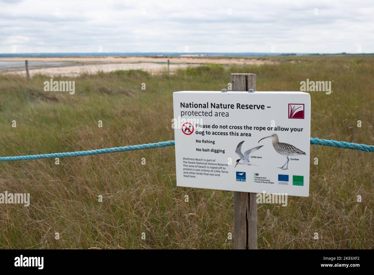 Riserva naturale nazionale area protetta per la colonia di Little Tern e Curlews - Shellness Beach, Leysdown on Sea, Isola di Sheppey, Kent, Inghilterra, REGNO UNITO Foto Stock
