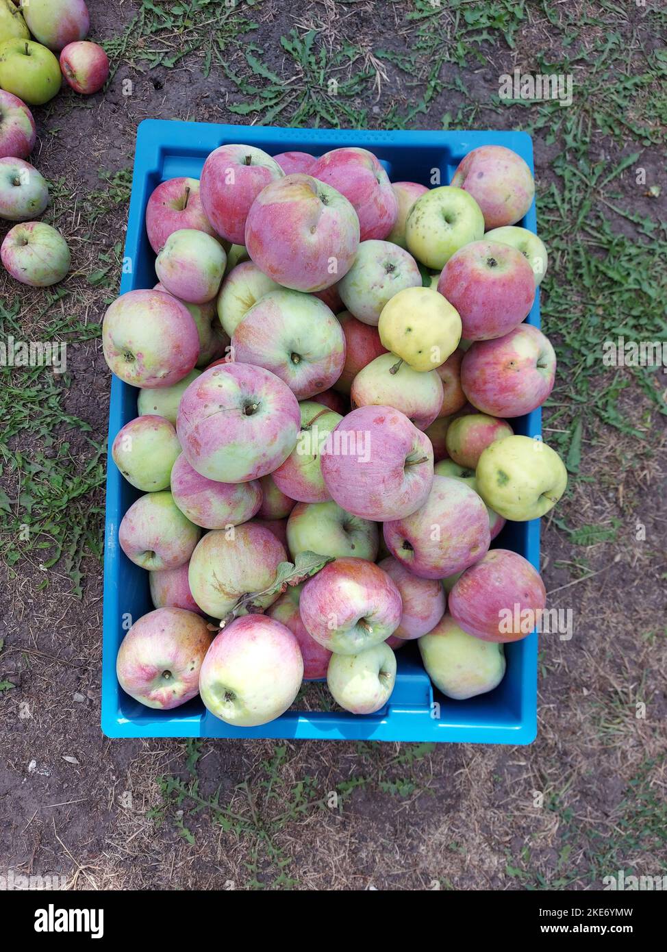 Raccolta di mele in una scatola in giardino. Foto di alta qualità Foto Stock