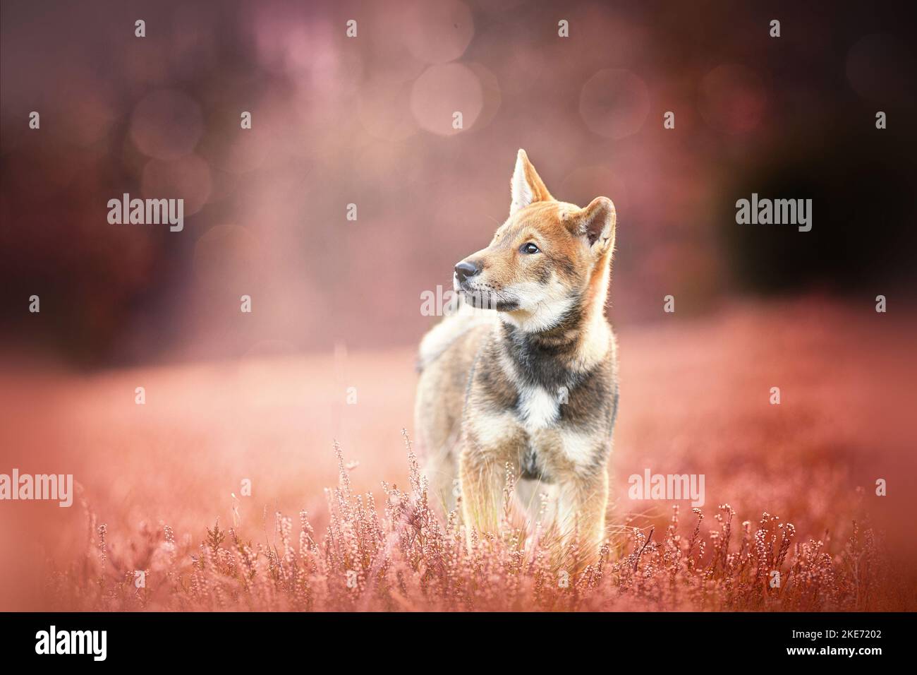 Giovane Shikoku Foto Stock