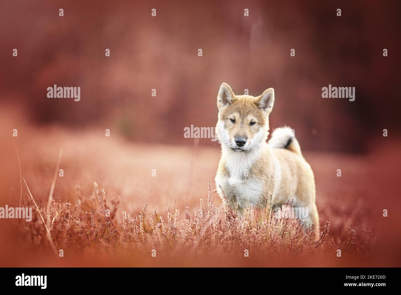 Giovane Shikoku Foto Stock