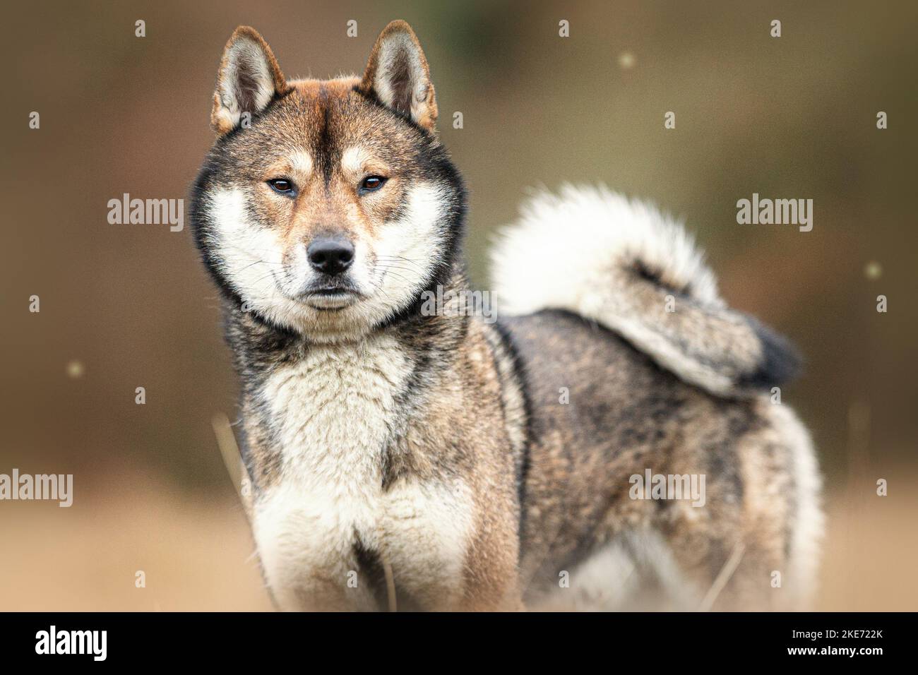 Shikoku maschio Foto Stock