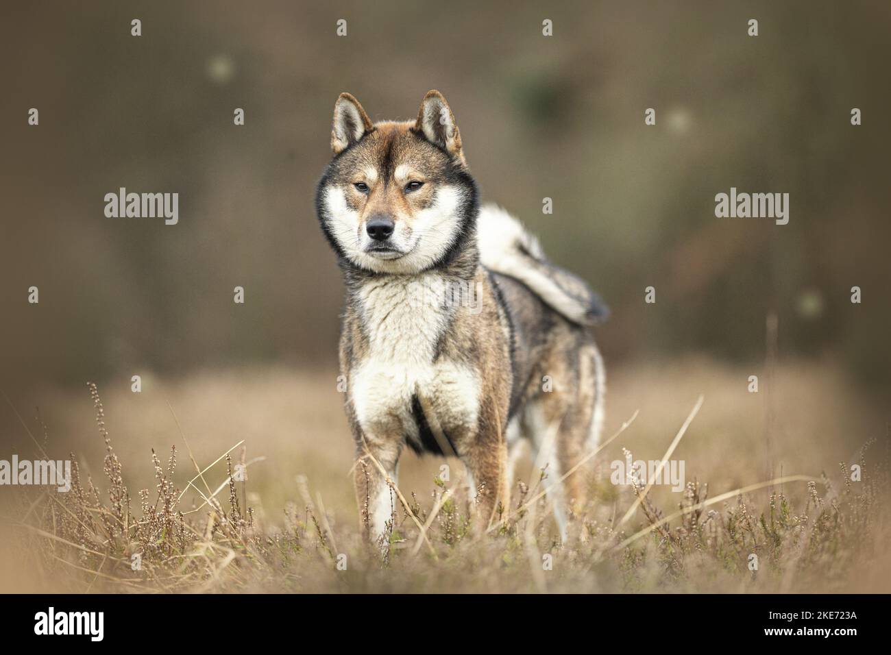 Shikoku maschio Foto Stock