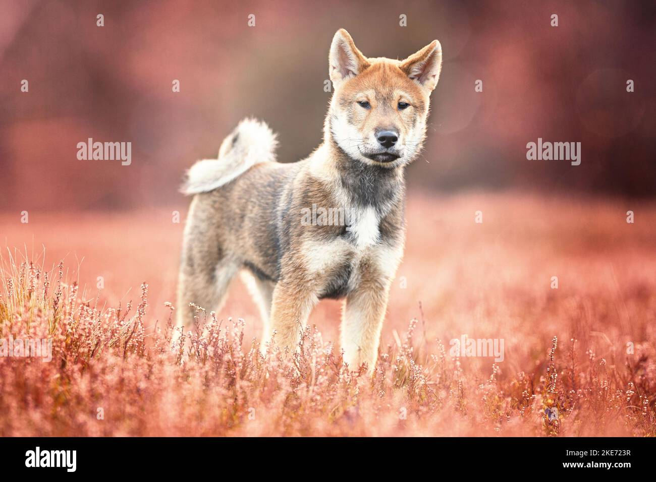 Giovane Shikoku Foto Stock