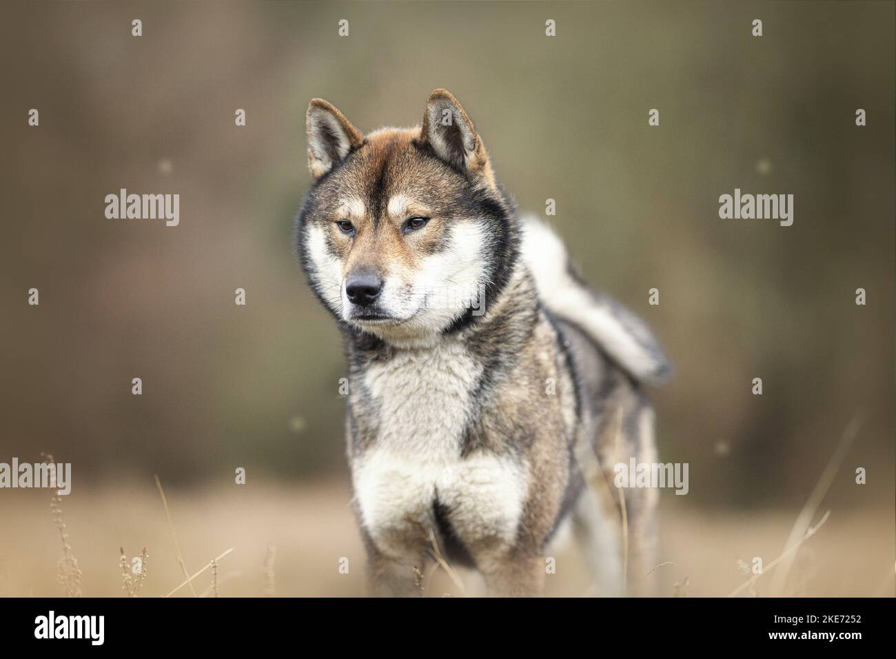 Shikoku maschio Foto Stock