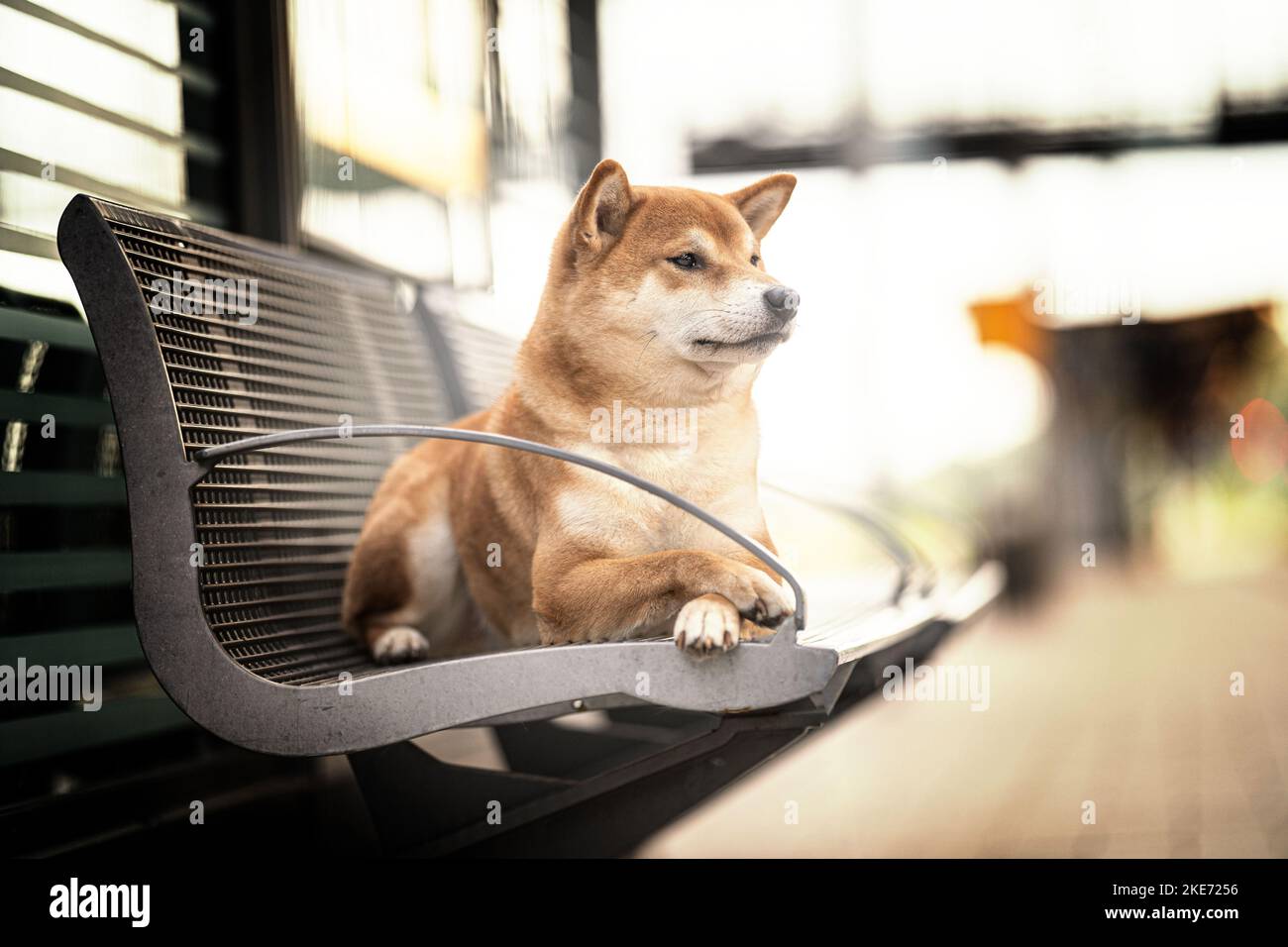 Shiba Inu. Maschio Foto Stock