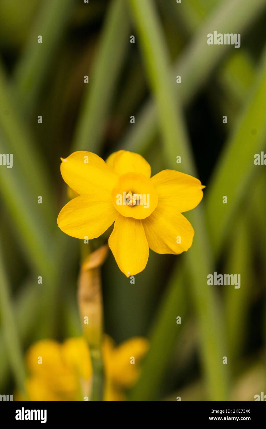 Un primo piano di un Narcissus Baby Moon flower questo è un nana in miniatura divisione gialla 7 Jonquilla daffodil che fiorisce in tarda primavera Foto Stock