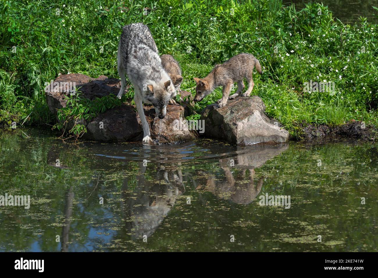 Il lupo grigio adulto (Canis lupus) spruzza in acqua con due cuccioli Estate - animali prigionieri Foto Stock