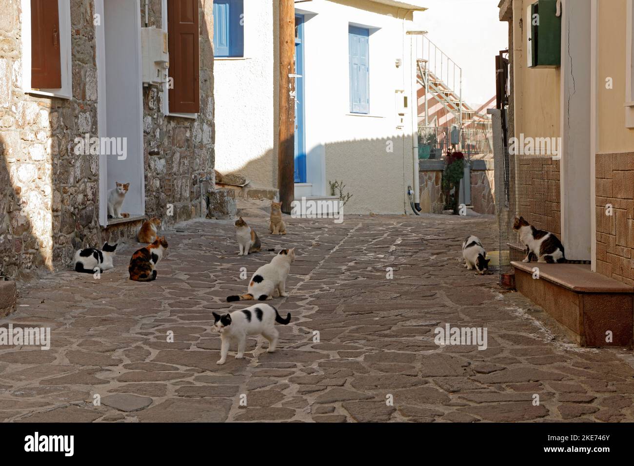 Molti gatti sani e vaganti in attesa pazientemente di cibo alla Stone Gallery gatto carità, Petra, Lesbos. Ottobre 2022. Autunno Foto Stock