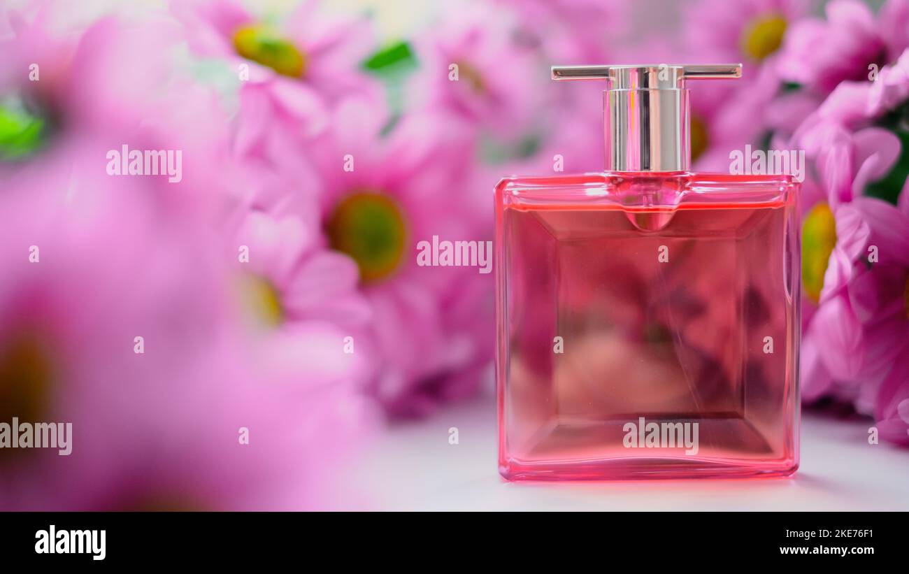 Una bottiglia di profumo circondata da fiori di crisantemo rosa. Eau de toilette, eau de parfum, concetto di bellezza Foto Stock