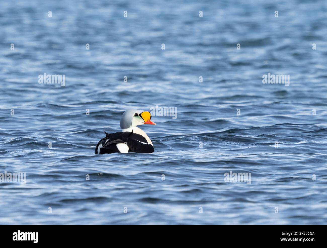 Re Eider (Somateria spectabilis) Foto Stock