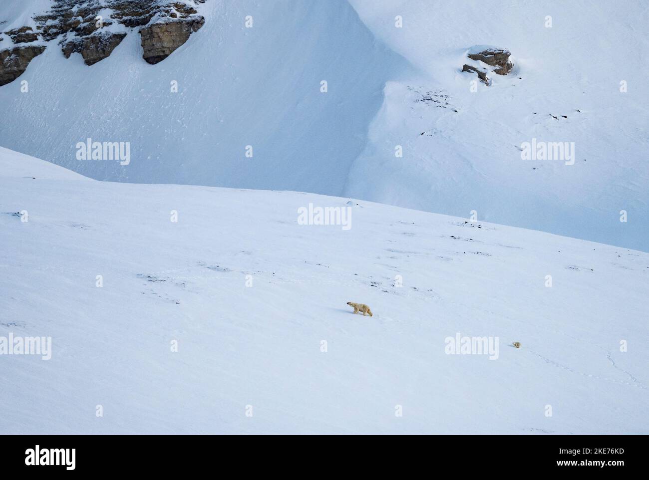 Lontano Orso polare (Ursus maritimus) e cucciolo sul pendio di montagna nella neve Foto Stock