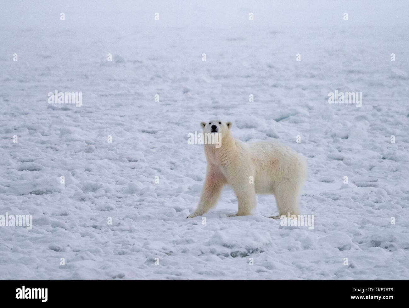 Orso polare (Ursus maritimus) a piedi su ghiaccio pack guardando la macchina fotografica Foto Stock