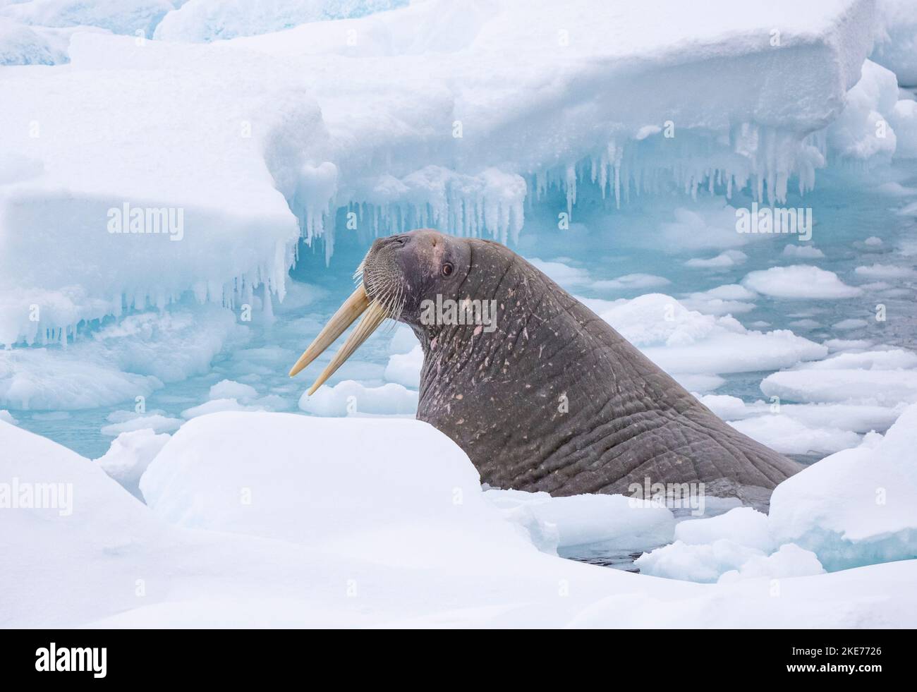 Walrus (Odobenus rosmarus) che emerge dal flusso di ghiaccio Foto Stock