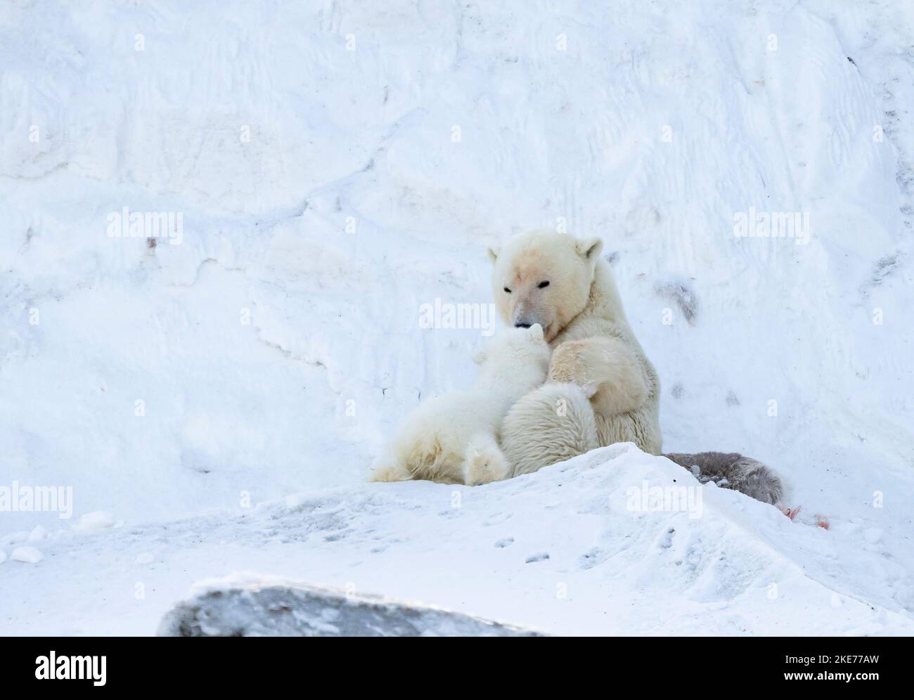 Tagged Polar Bear (Ursus maritimus) scrofa cucciolo di allattamento Foto Stock