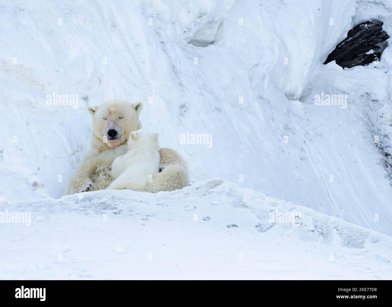 Tagged Polar Bear (Ursus maritimus) scrofa cucciolo di allattamento Foto Stock