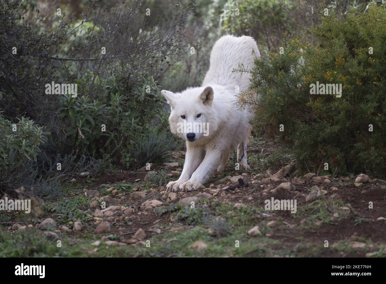 Hudson Bay Wolf Foto Stock