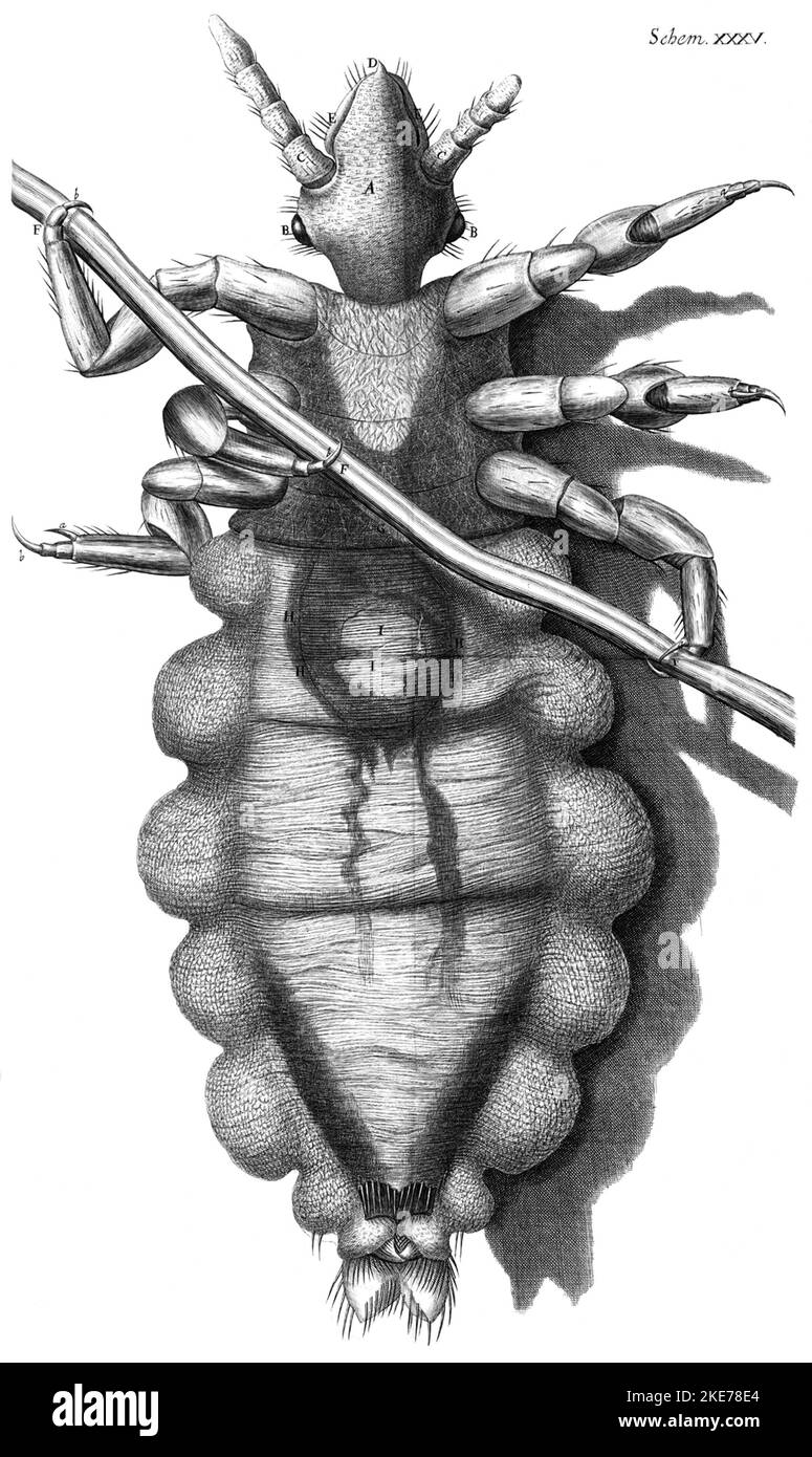 Incisione di un pidocchio dalla Micrografia di Robert Hooke Foto Stock