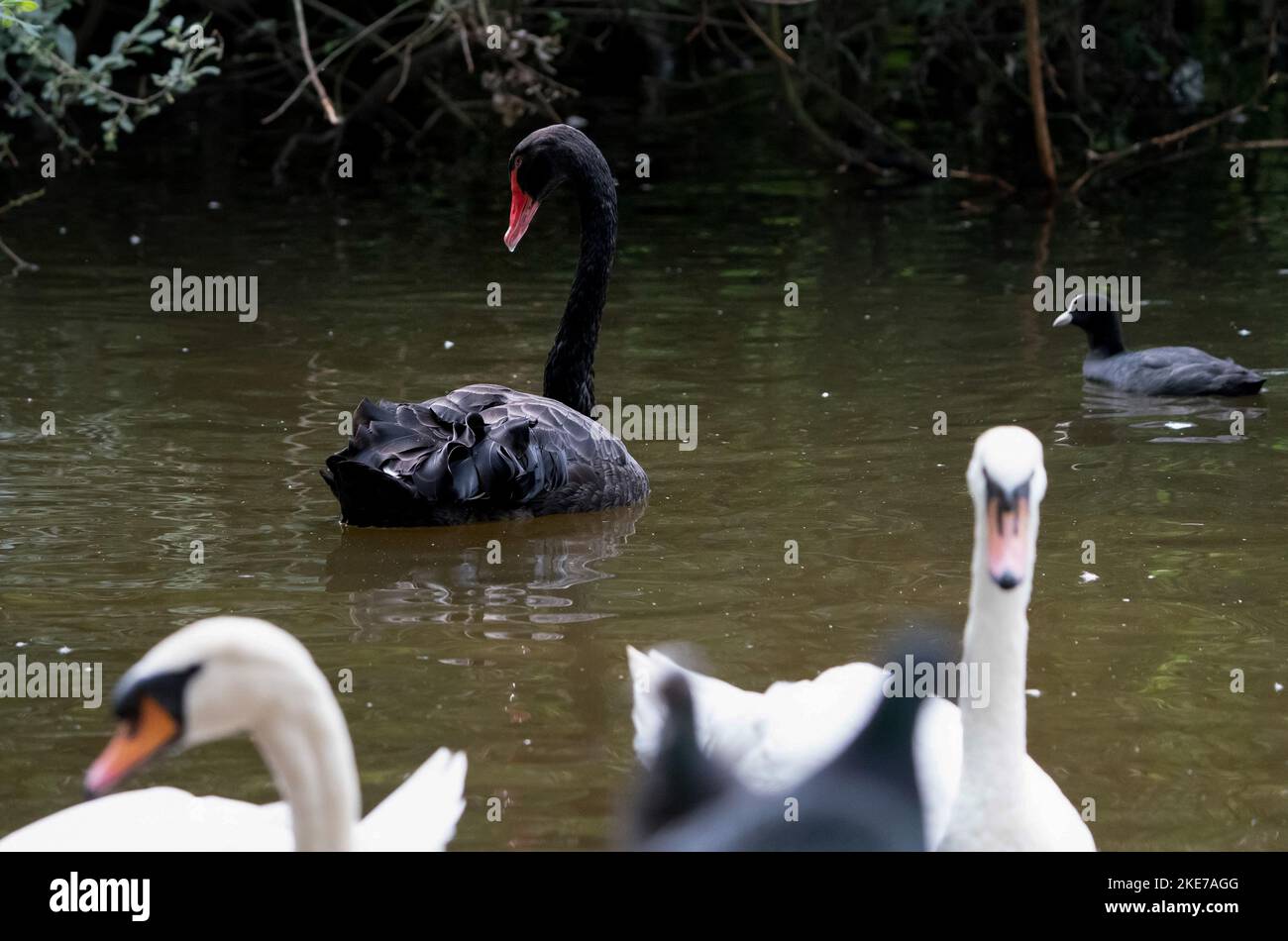 BRUCE IL CIGNO NERO MUORE DI INFLUENZA AVIARIA © Jeff Moore - Bruce il cigno nero muore - Un raro cigno nero è morto di influenza aviaria a East London come vede il Regno Unito Foto Stock