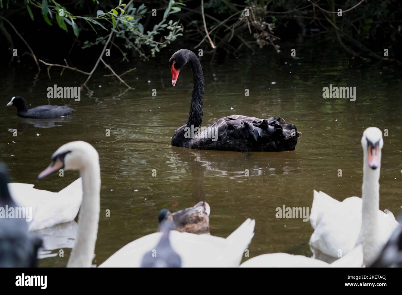 BRUCE IL CIGNO NERO MUORE DI INFLUENZA AVIARIA © Jeff Moore - Bruce il cigno nero muore - Un raro cigno nero è morto di influenza aviaria a East London come vede il Regno Unito Foto Stock