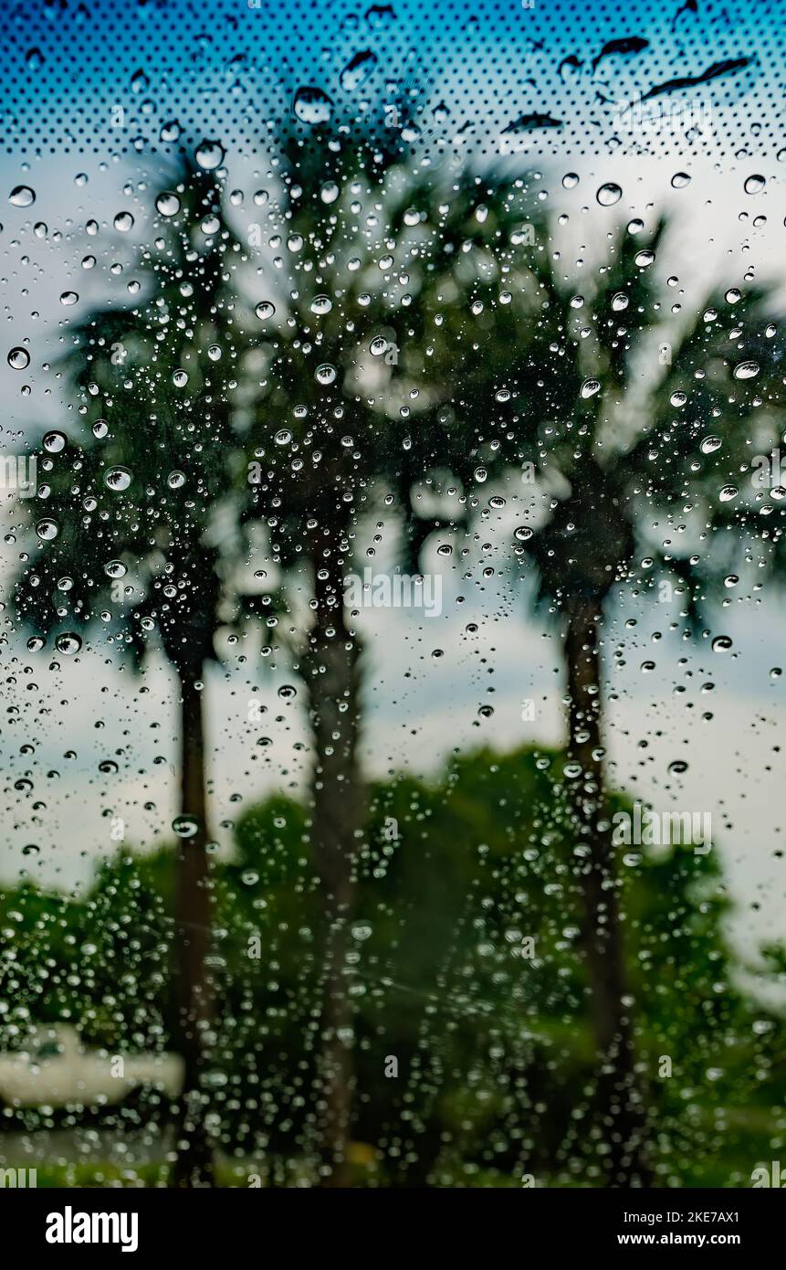 Gli alberi di palma sono visti all'esterno di una finestra coperta da gocce di pioggia, 18 aprile 2015, a St. Augustine, Florida. Foto Stock