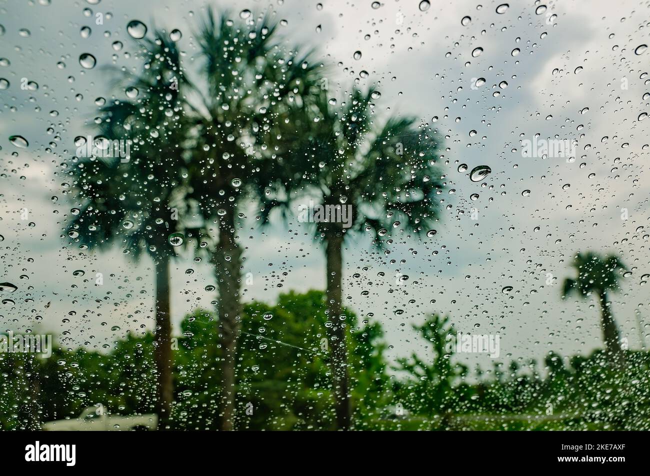 Gli alberi di palma sono visti all'esterno di una finestra coperta da gocce di pioggia, 18 aprile 2015, a St. Augustine, Florida. Foto Stock