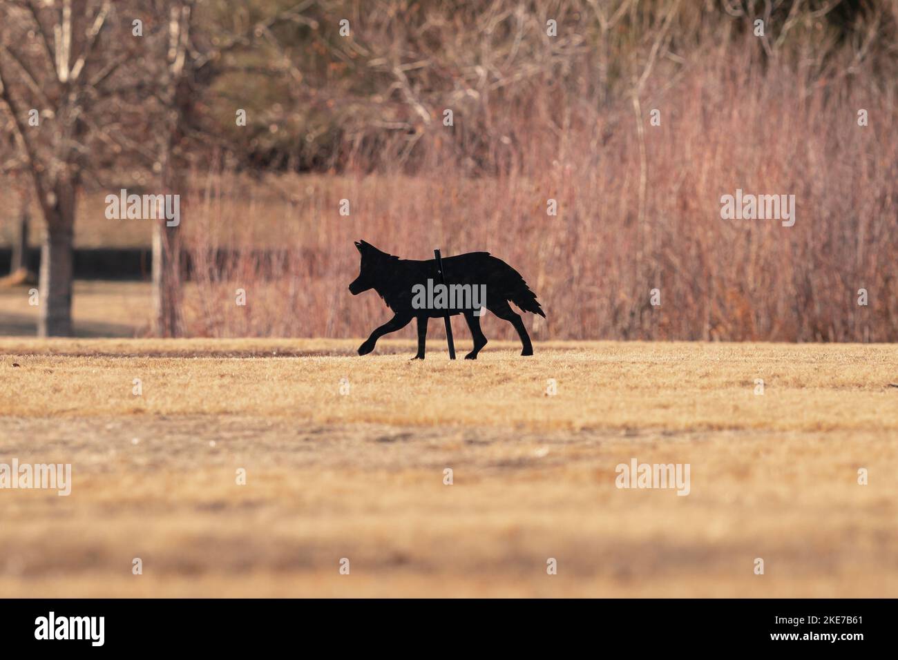 Primo piano di un Decoy Coyote posizionato in un parco a rione di oche. Foto Stock