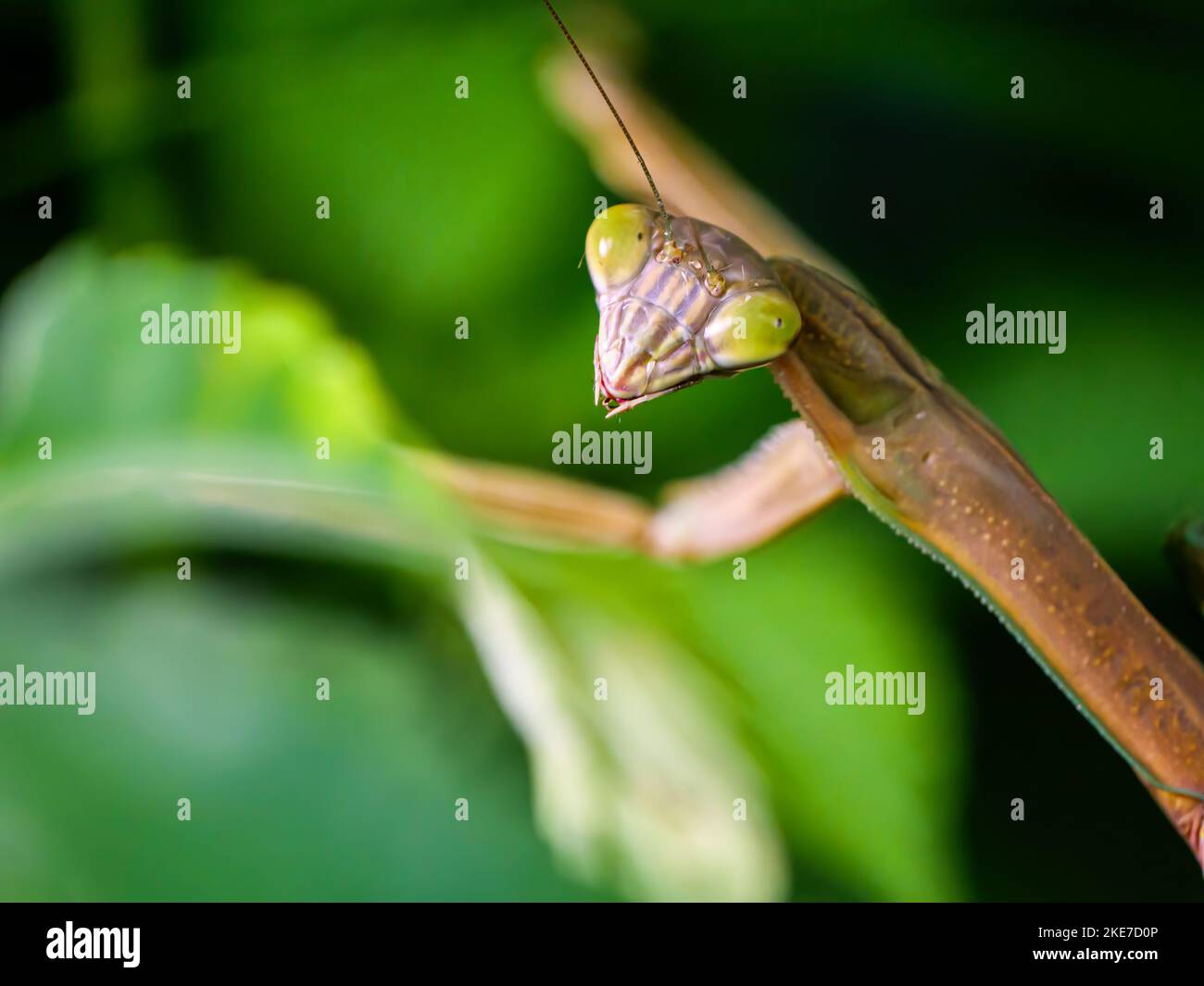 Mantis cinese, primo piano. Cook County, Illinois. Foto Stock