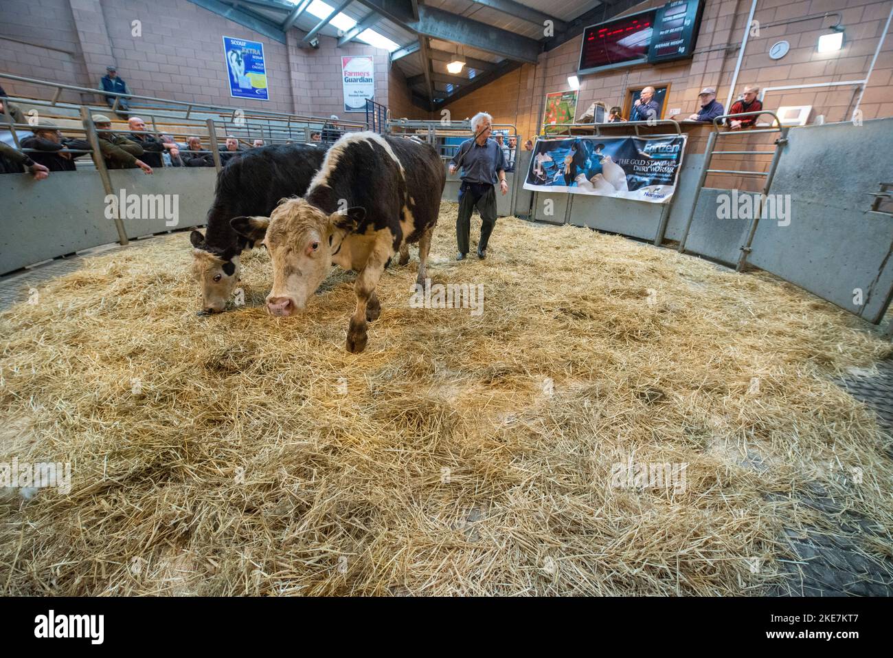 Bestiame bovino che è messo all'asta al mercato di bestiame di Carmarthen Foto Stock