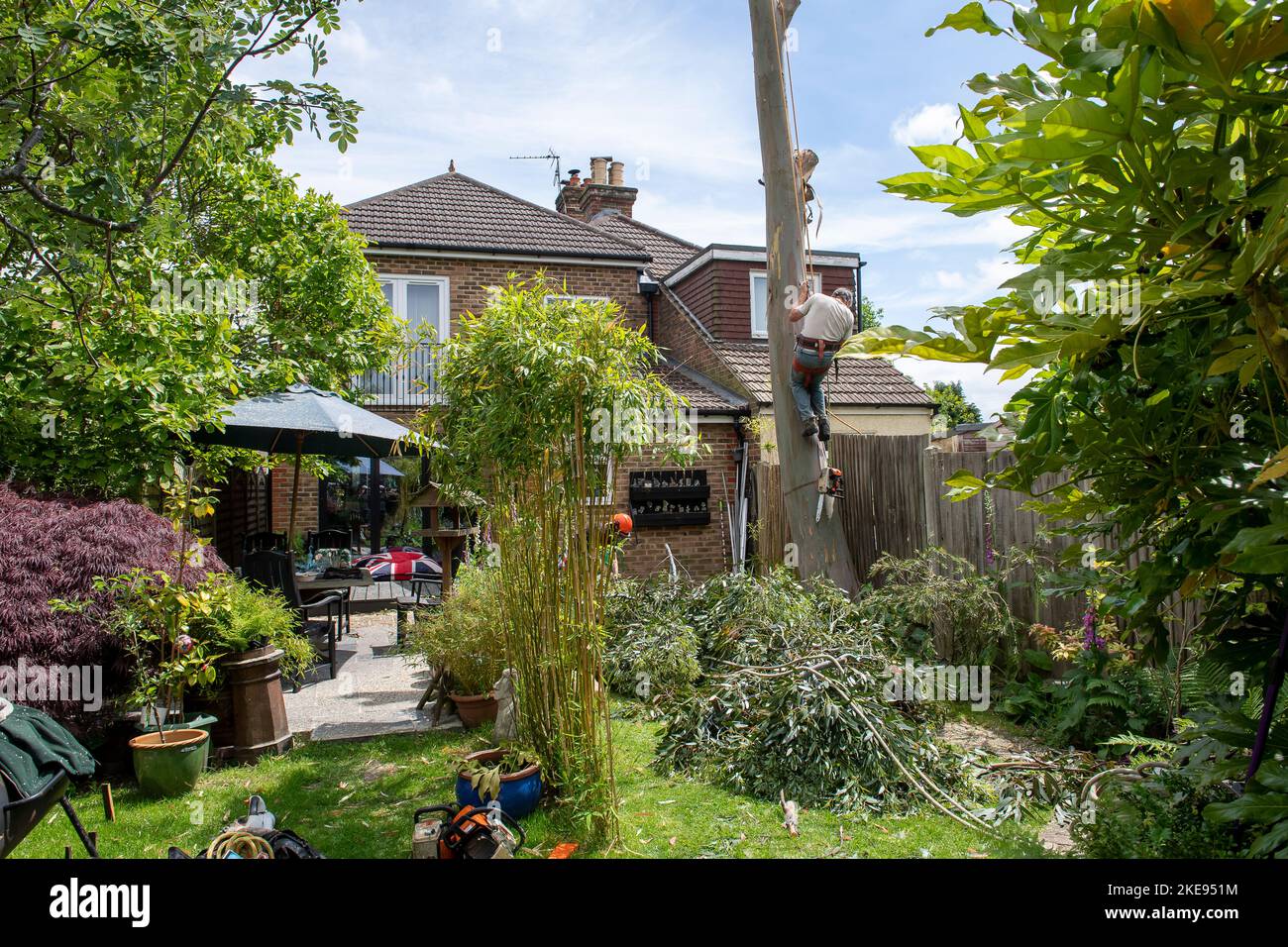 Albero chirurgo che scannerizza l'albero con la motosega che taglia giù l'albero dell'eucalipto in un giardino domestico UK Foto Stock