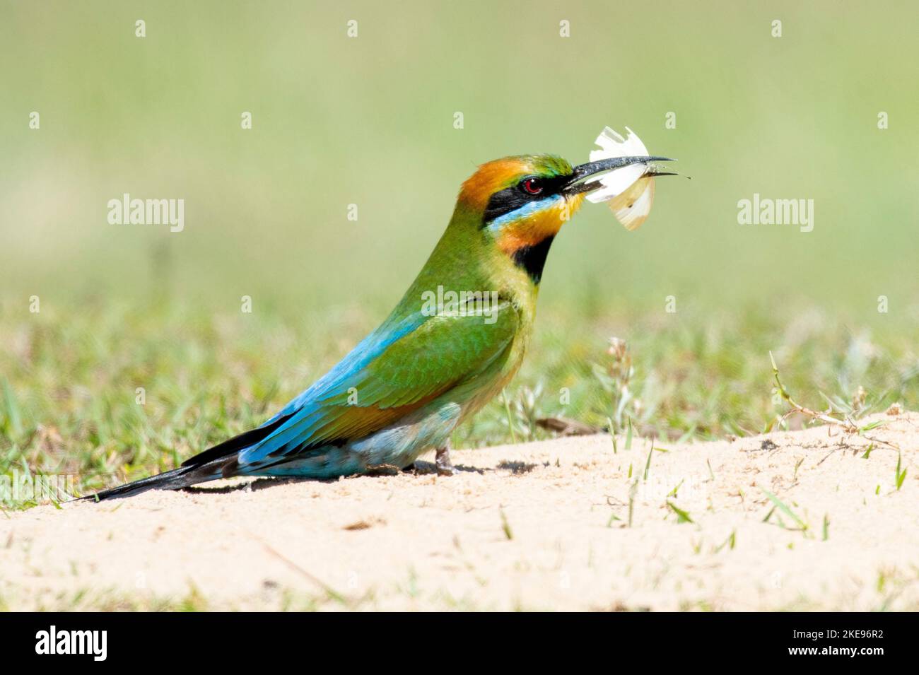 I mangiatori di api arcobaleno si nutrono di api e farfalle Foto Stock
